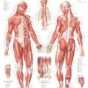 Muscular System Male Laminated Poster