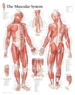 Muscular System Male Laminated Poster