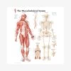 Musculoskeletal System Laminated Poster
