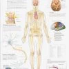 The Nervous System Laminated Poster -Yogamatters nervous system poster 3