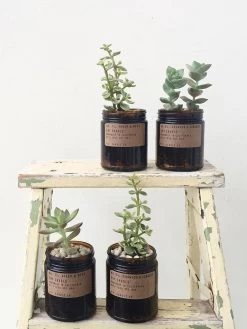 P.F. Candle Co 7.2oz Soy Candle - Amber & Moss 9 P.F. Candle Co 7.2oz Soy Candle - Amber & Moss -Yogamatters plant4 f8a32d43 cba8 42bb 89e1 e98f59ed2be3