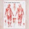 Muscular System Female Laminated Poster -Yogamatters the female muscular system poster